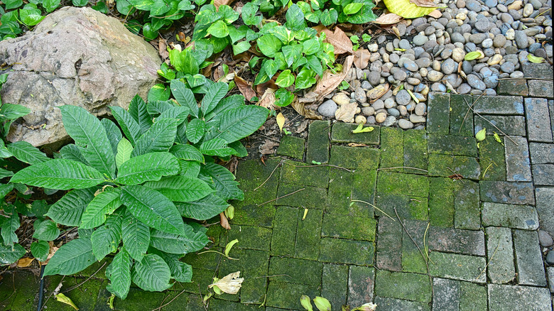 Moss growing on stone pavers