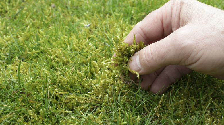 Gardener pulling moss from lawn