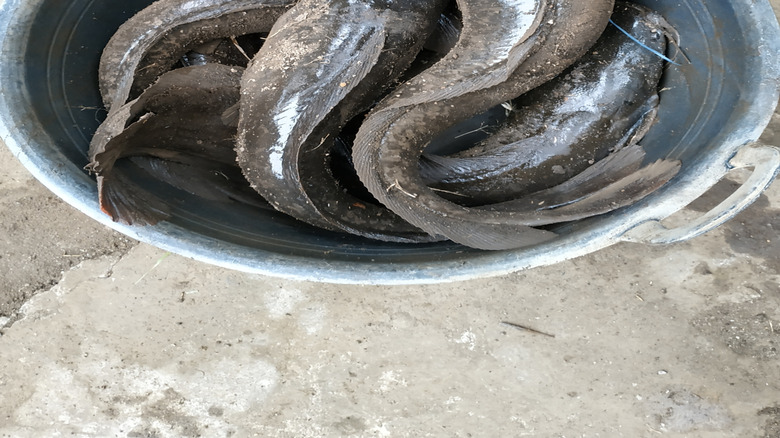 Bucket of catfish, close up