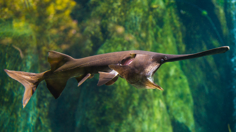 Paddlefish underwater, close up