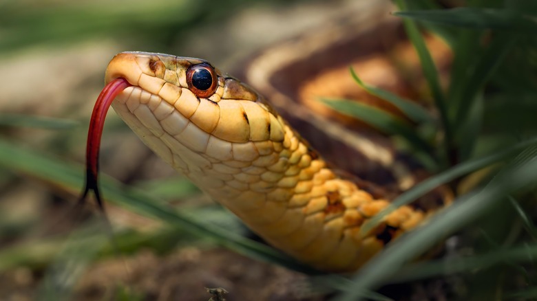 copperhead snake in backyard
