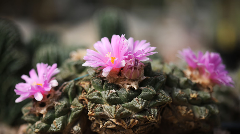 Living rock cactus, close up