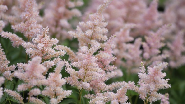 A light pink astilbe flower closeup, with a similar look to cotton candy.