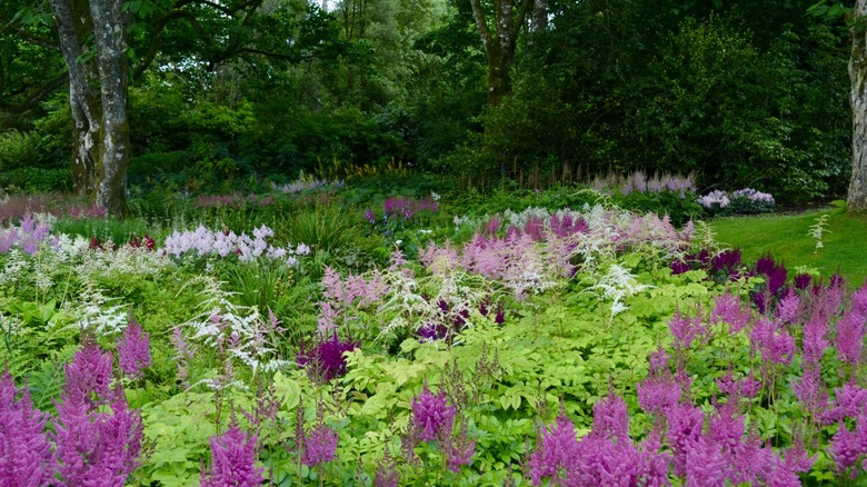 A shady meadow of astilbe and other flowers growing under trees.