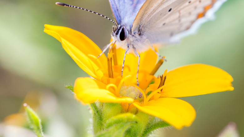 A butterfly perched on a golden star flower