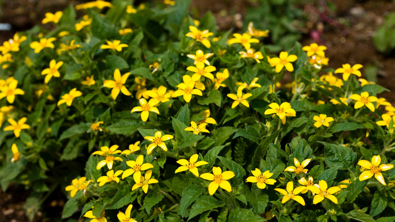 Golden star flowers aka green-and-gold