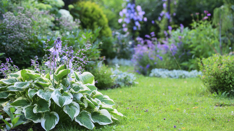 Thriving garden with plantain lily in foreground