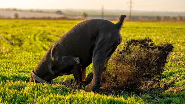 Dog digging in yard