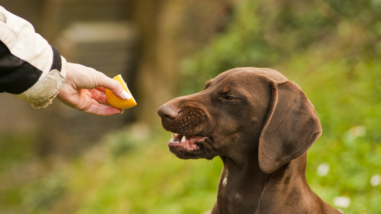 Dog after eating lemon