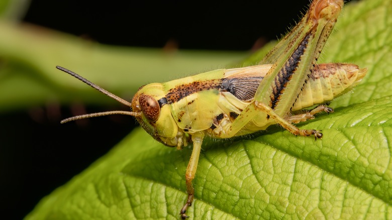 cricket on a leaf