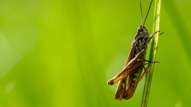 cricket on a piece of grass