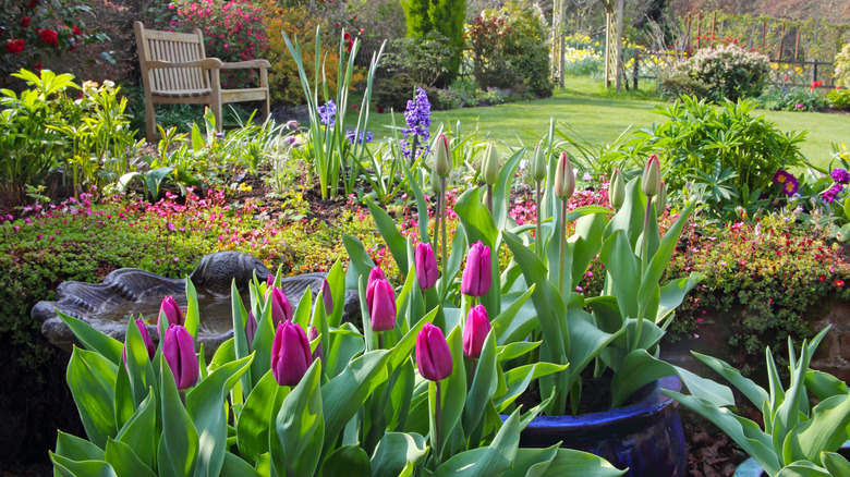 flowering garden