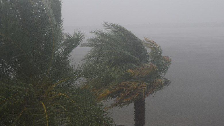 Palm trees tropical storm