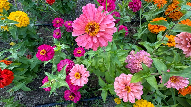 Colorful garden zinnias