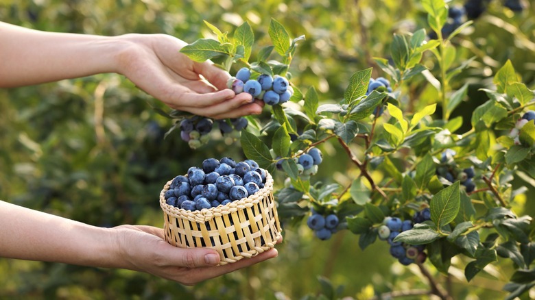 Gardener harvesting blueberries