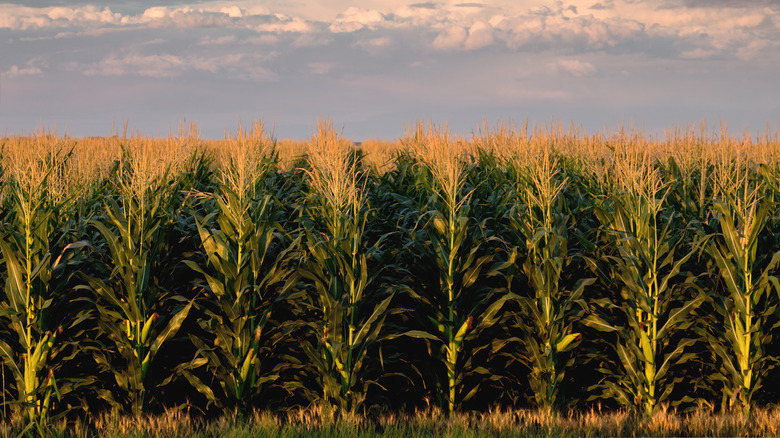 Field of corn