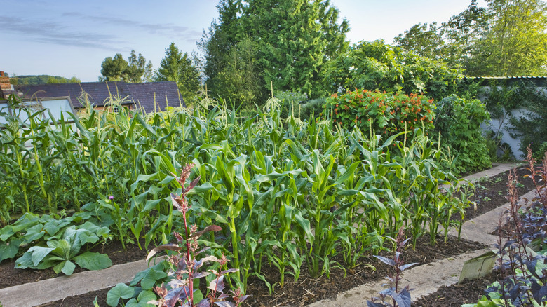 Corn plants in a vegetable garden