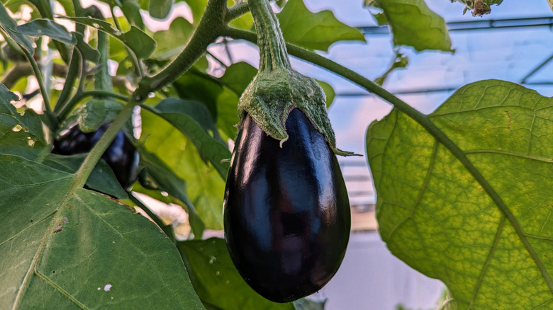 Eggplant hanging from plant