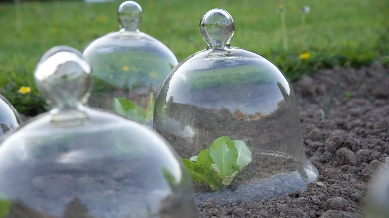 Glass gardening cloche over young plant
