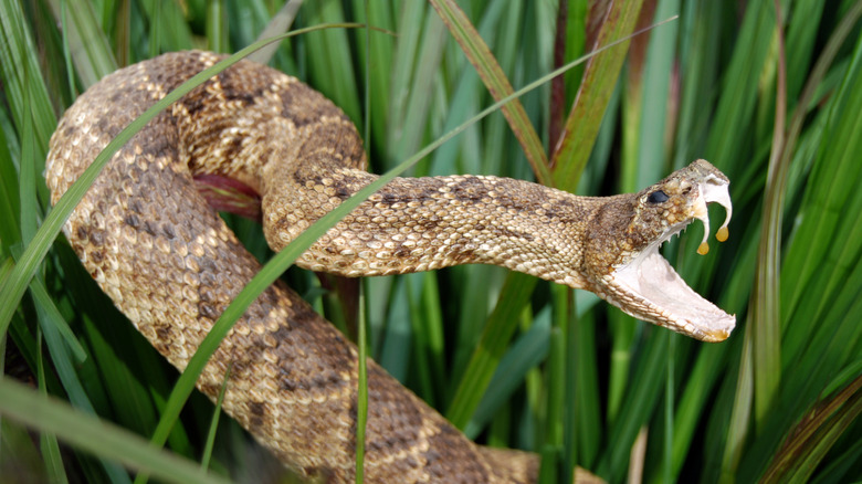 snake in dead leaves