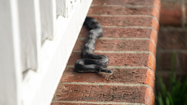 Snake slithering on porch