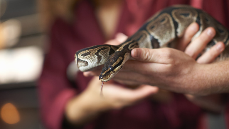 a person holding a snake in their hands