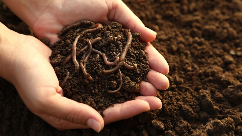 person holding soil with worms in it