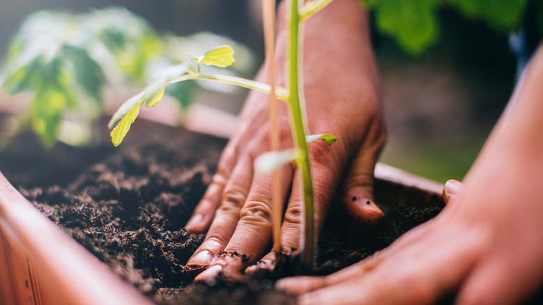 a person planting a plant in some soil