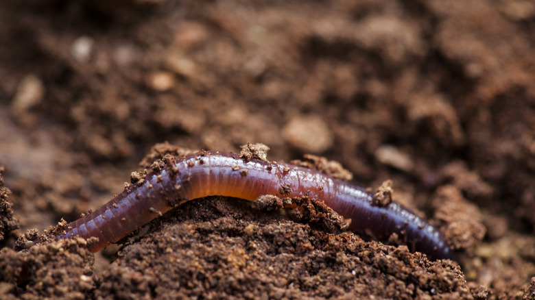 an earthworm in soil