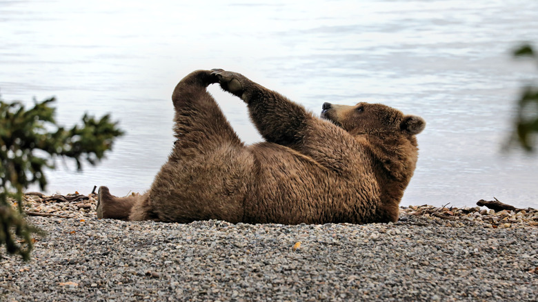 Katmai brown bear grabs foot