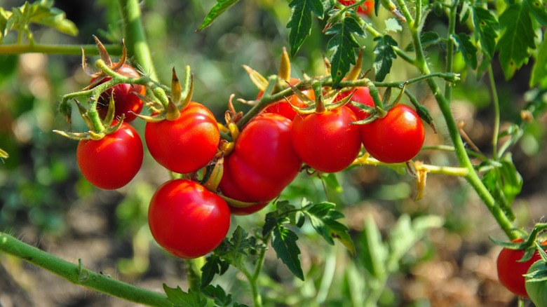 Ripe tomatoes on vine