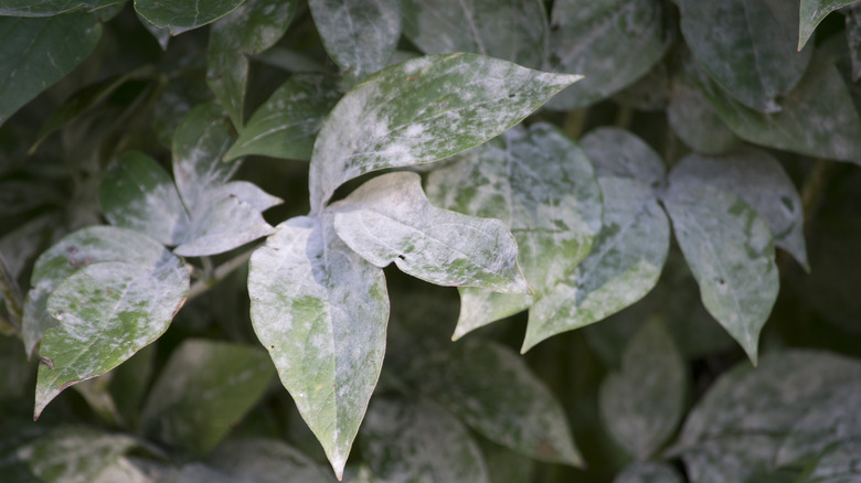 Powdery mildew on leaves