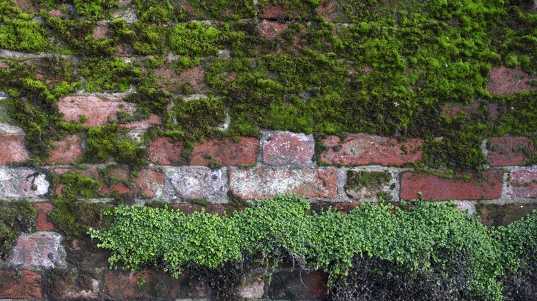 moss growing on brick