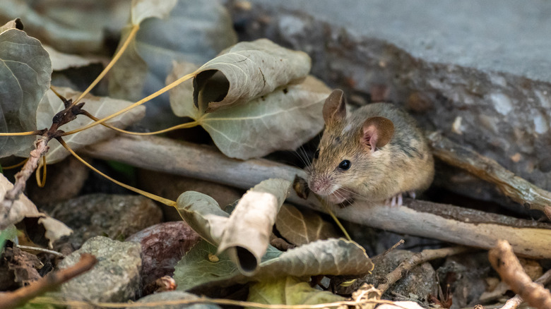A brown mouse in a pile of yard debris
