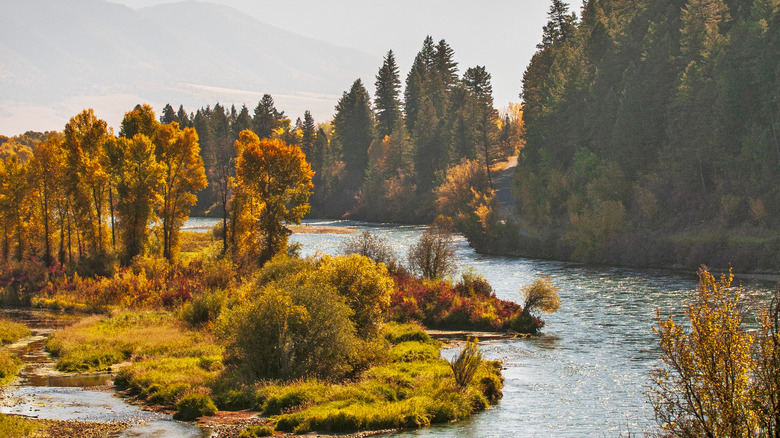 Fall colors at Yellowstone National Park