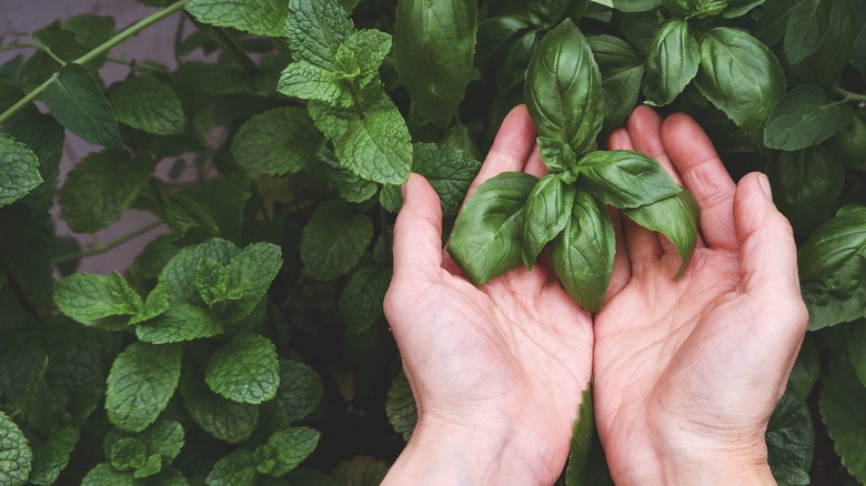 Hands holding basil in front of basil plant