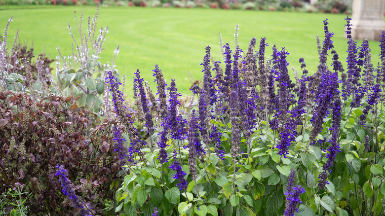 Lavender in a garden