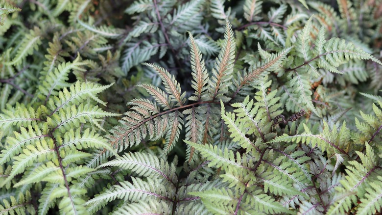 Japanese painted fern 