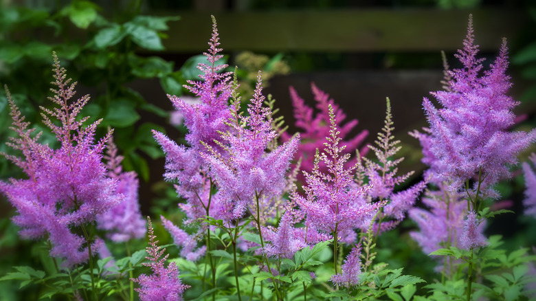 Purple blooming astilbe