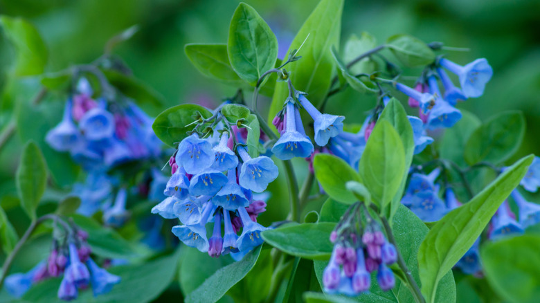 Wild virginia bluebell