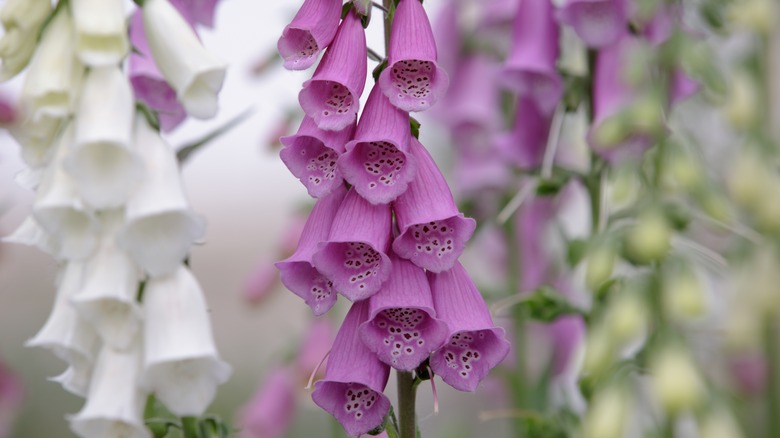 Purple foxglove 