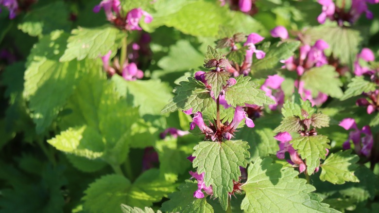 Deadnettle serving as ground cover 