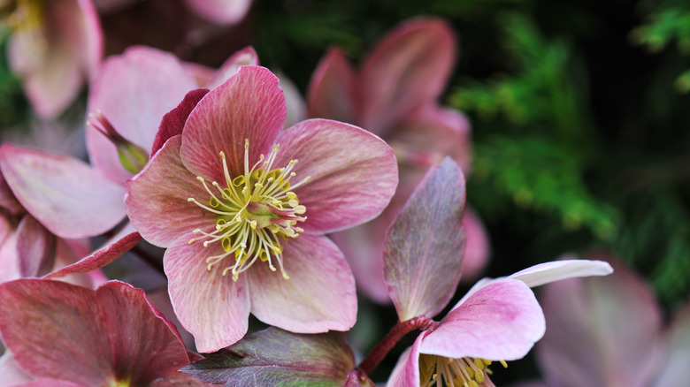 Burgundy hellebore 