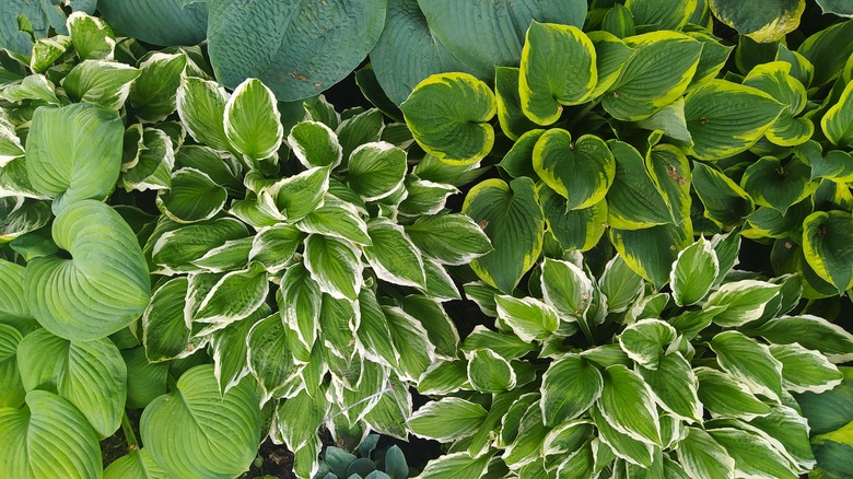 Multiple hosta varieties in garden