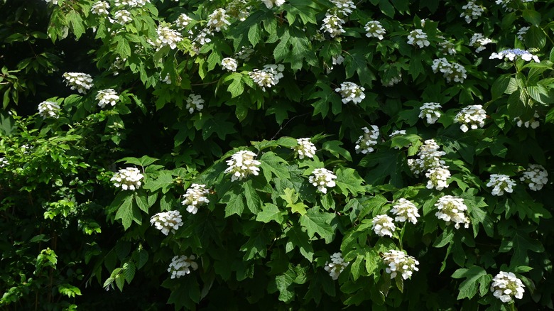 Bush of perennial oakleaf hydrangea 