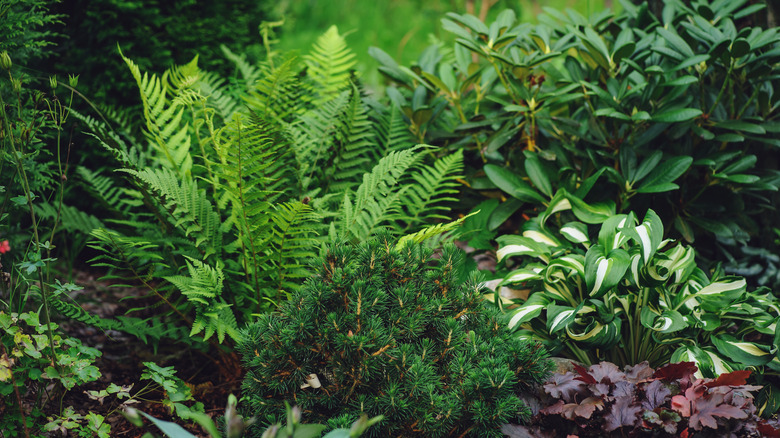 Garden with shade tolerant plants 