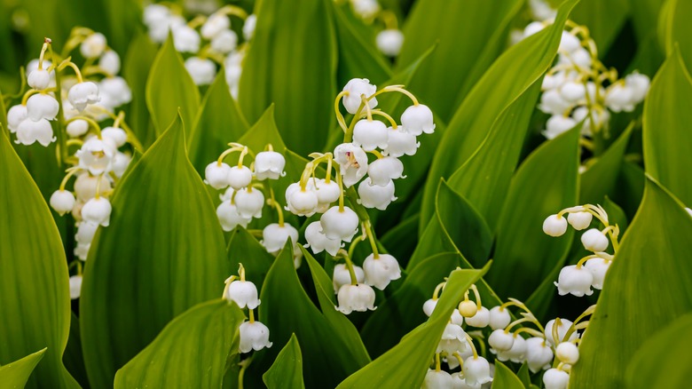 lily of the valley blooms 