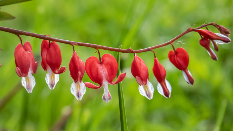 Red bleeding heart plants 