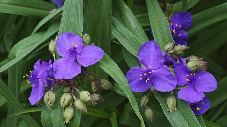 Deep purple spiderwort 