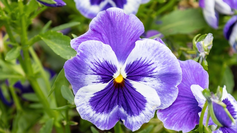 Deeply colored viola bloom 